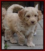 Sky Reagan pups 7 wks old 121