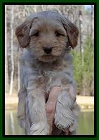 Sky Reagan pups 6 wks old 231