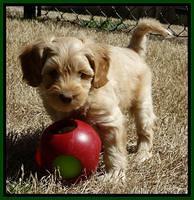 Sky Reagan pups 7 wks old 341