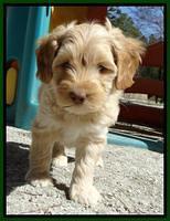 Sky Reagan pups 7 wks old 351