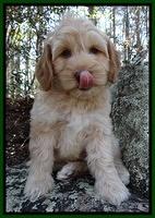 Sky Reagan pups 8 wks old 141