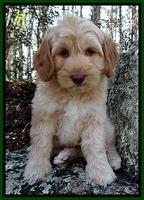 Sky Reagan pups 8 wks old 151