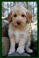 Sky Reagan pups 8 wks old 161