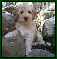 Sky Reagan pups 8 wks old 181