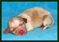 Sky Reagan pups Newborn 231