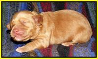 Sky Reagan pups 1 wk old 271