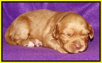 Sky Reagan pups 2 wk old 251
