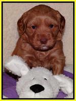 Sky Reagan pups 4 weeks old 241
