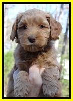 Sky Reagan pups 6 wks old 261