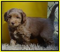 Sky Reagan pups 6 wks old 281