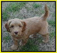 Sky Reagan pups 7 wks old 411