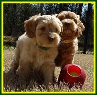 Sky Reagan pups 7 wks old 421