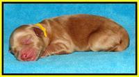 Sky Reagan pups Newborn 291