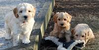 Sky Reagan pups 7 wks old 441