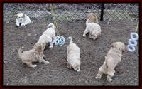 Sky Reagan pups 7 wks old 451