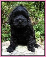 Hulihan family Guardian: Chloe