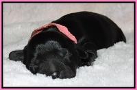 Mazie Blaze pups 1 day old 11