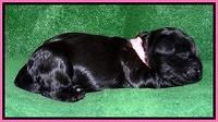 Mazie Blaze pups 1 wk old 11
