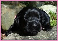Mazie Blaze pups 2 wks old 11