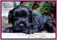 Mazie Blaze pups 4 wks old 11