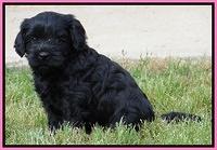 Mazie Blaze pups 5 wks old 522