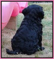 Mazie Blaze pups 7 weeks old 11
