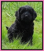 Mazie Blaze pups 7 weeks old 21