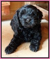 Mazie Blaze pups 7 weeks old 31