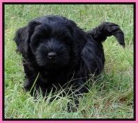 Mazie Blaze pups 7 weeks old 41