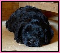 Mazie Blaze pups 7 weeks old 51