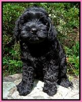 Mazie Blaze pups 8 wks old 11