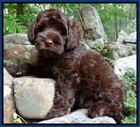 Boyd family: "Gilly"