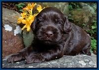 Mazie Blaze pups 3 wks old 61