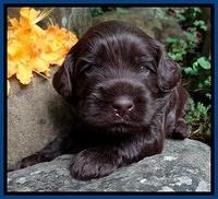Mazie Blaze pups 3 wks old 71