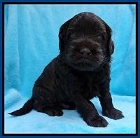 Mazie Blaze pups 4 wks old 71
