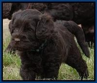 Mazie Blaze pups 5 wks old 822
