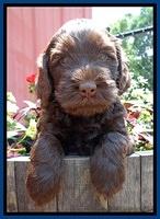 Mazie Blaze pups 6 wks old 111