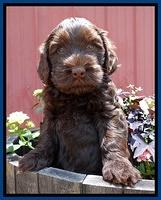 Mazie Blaze pups 6 wks old 121