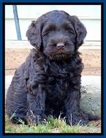 Mazie Blaze pups 7 weeks old 81