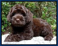 Mazie Blaze pups 8 weeks old  520