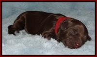Mazie Blaze pups 1 day old 61