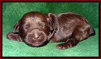 Mazie Blaze pups 1 wk old 81