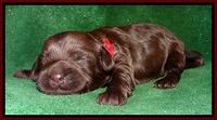 Mazie Blaze pups 1 wk old 91