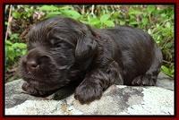 Mazie Blaze pups 2 wks old 101