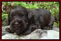 Mazie Blaze pups 2 wks old 91