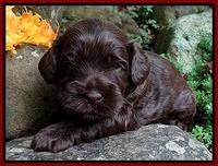 Mazie Blaze pups 3 wks old 91