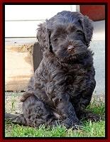 Mazie Blaze pups 6 wks old 131