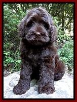 Mazie Blaze pups 8 weeks old 310