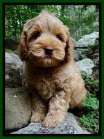 Nichols family: "Biscuit"