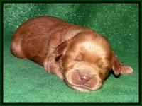 Mazie Blaze pups 1 wk old 111